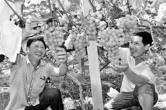 <b>湖南隆回特色水果产业园助民增收</b>