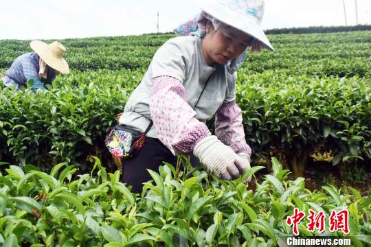 侗乡民众在采秋茶。　蒋雪林 摄