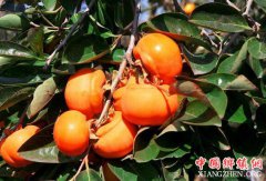 <b>蒲缥柿子成致富“金果果” 换来一张张“红票子</b>