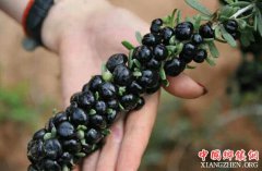 <b>新疆于田县：种植“黑珍珠“ 助力村民增收致富</b>