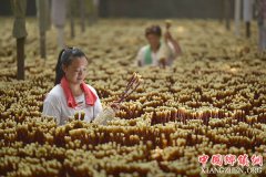<b>河北沙河：灵芝种植促增收</b>