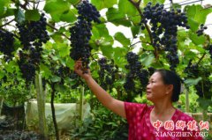 <b>下活“产业棋” 乡村经济兴</b>