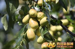 <b>“枣庆丰收”：白马关万亩新枣迎八方嘉宾</b>