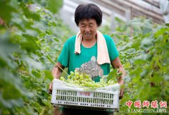 <b>河北武邑：特色农业助增收</b>