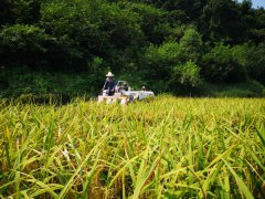 <b>重庆巴南：倒置山上稻谷香</b>