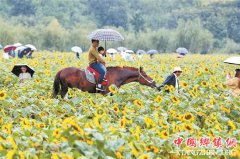 <b>安宁金色螳川百亩向日葵绽放</b>