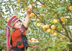 <b>泸西高原梨热销省内外</b>