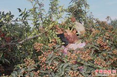 <b>栉风沐雨历几载  脱贫路上不停歇</b>