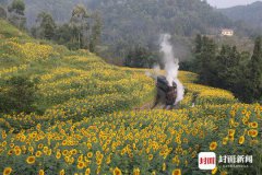 <b>美翻！乐山嘉阳蒸汽小火车开进向日葵花海</b>