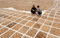 <b>山西：刷亮核桃“金字招牌” 产业扶贫见实效</b>