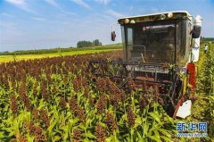 <b>河北枣强：扶贫高粱喜丰收</b>