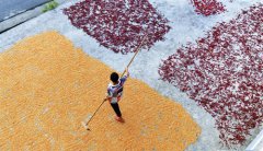 <b>黔北大地“晒秋”忙</b>