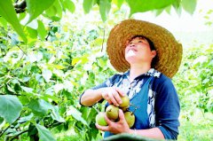 <b>绥阳:瓜果飘香“水果村”</b>