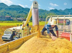 <b>山乡秋收忙</b>