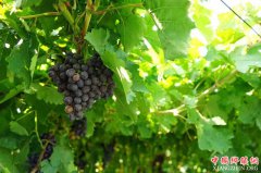 <b>万亩紫色葡萄园 打造宁夏新名片</b>