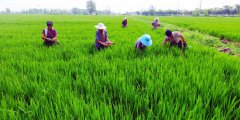 <b>江苏：淮安市淮安区农民加强田管保丰收</b>
