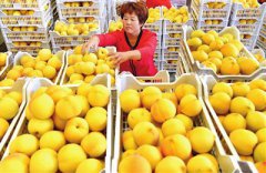 <b>山东沂源：黄桃丰收乐农家</b>