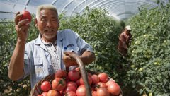 <b>秦岭深处的高山“金蛋蛋”</b>