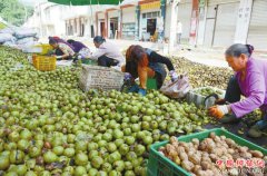 <b>广元朝天区委副书记罗凌云： 小小核桃“滚”向全球</b>