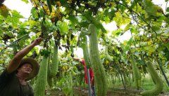 <b>产业扶贫 因地施策</b>