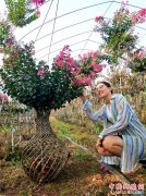 <b>山东郯城：花木种成活艺术  摇身一变身价增</b>