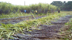 <b>云南：小甘蔗挑起脱贫大担子</b>