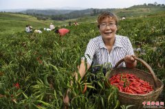 <b>陕西洛南：小辣椒铺就脱贫路</b>
