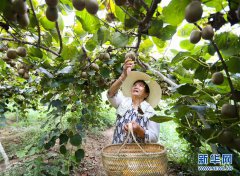 <b>江西庐山：产业扶贫促增收</b>