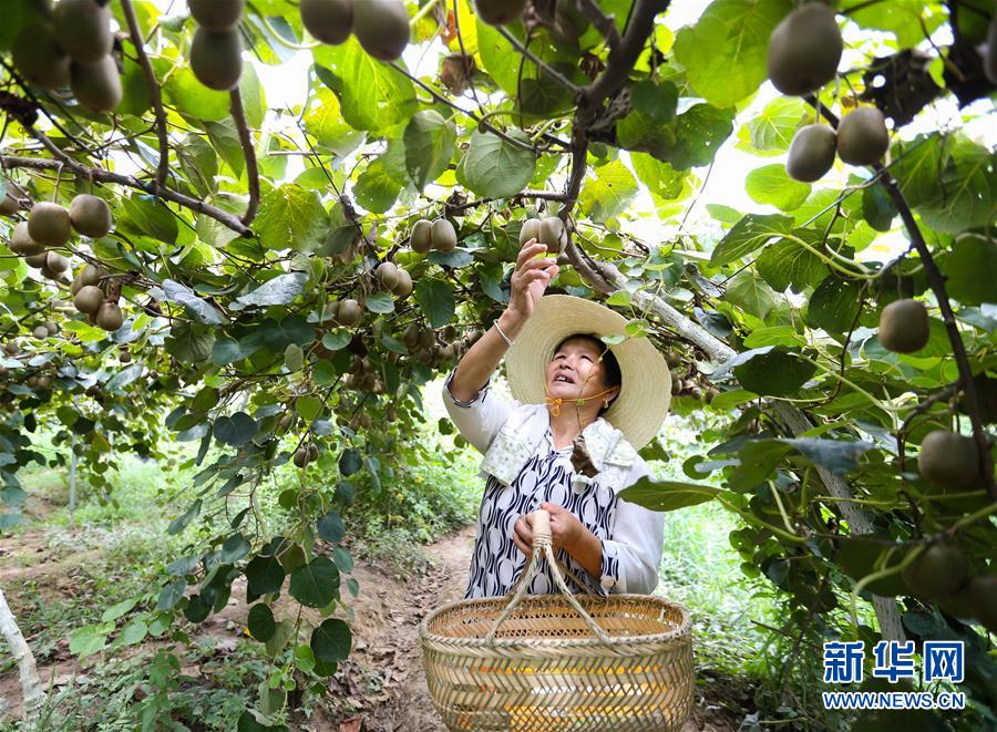 （经济）（1）江西庐山：产业扶贫促增收