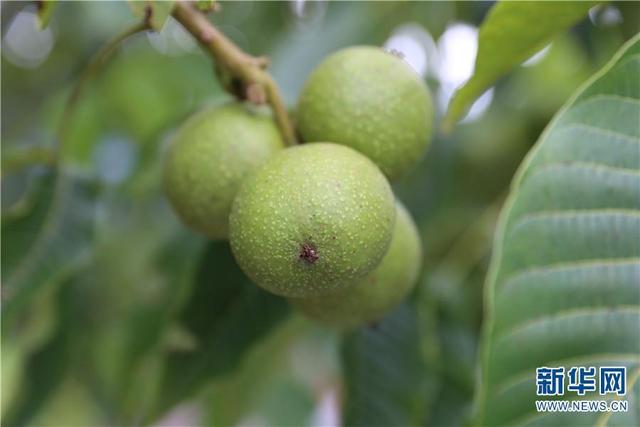 航拍怒江泸水 掠影生态脱贫