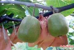 <b>蒲江猕猴桃闯荡新加坡 市场占有率居第二</b>