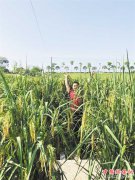 <b>巨型稻在重庆首次试种成功</b>