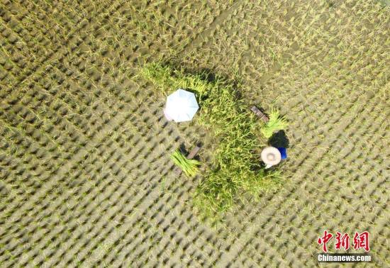 农业农村部谈中国农民丰收节:坚持节俭热烈办节日