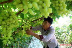 <b>甘肃敦煌：葡萄熟了</b>