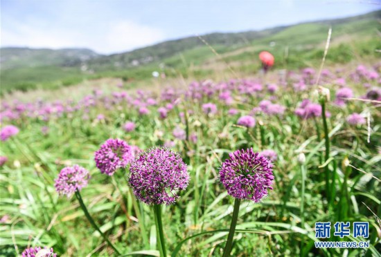 (环境)(4)贵州六盘水:韭菜坪花开引客来