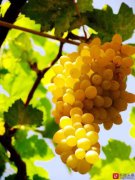 <b>吐鲁番葡萄节27岁了 小小浆果串起甜蜜产业链</b>