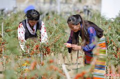 <b>西藏白朗枸杞红</b>