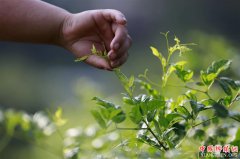 <b>湖南张家界：“长寿藤茶”秋茶采摘忙</b>