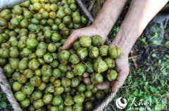 <b>山核桃，熟了</b>