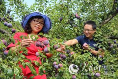 <b>云阳：最晚熟李“安哥诺”试种成功</b>