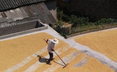 <b>张家界：秋高气爽忙晒秋</b>