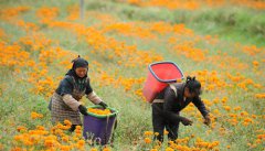 <b>乌蒙深处采菊忙</b>