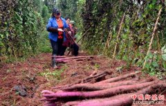 <b>内江市市中区首宗农村集体建设用地成功流转</b>