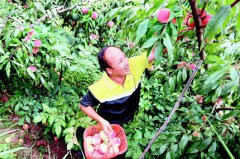 <b>威宁晚秋蜜桃丰收亩产超六千元</b>