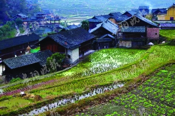 在贵州 连田坎都这么好看【2】