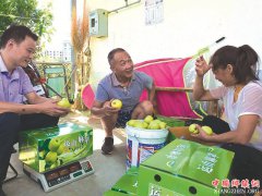 麻苹果小有名气 销路不愁