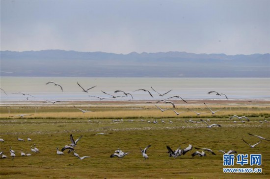 #（环境）（4）蓑羽鹤飞舞巴里坤草原