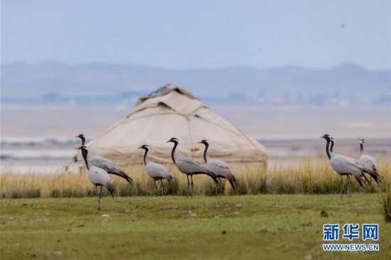 #（环境）（2）蓑羽鹤飞舞巴里坤草原