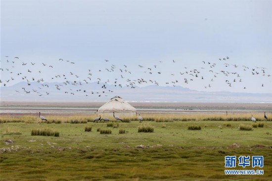 #（环境）（1）蓑羽鹤飞舞巴里坤草原