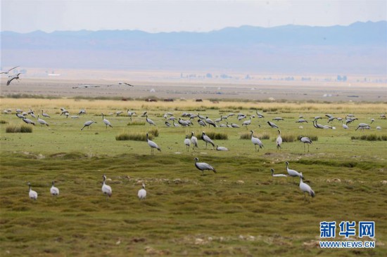 #（环境）（3）蓑羽鹤飞舞巴里坤草原